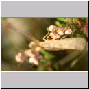 Trichoptera sp - Koecherfliege 06a.jpg